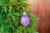 Confetti Ornament for Christmas Decoration