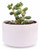 Succulent Plant with Premium Round Ceramic Pot