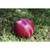 Cricket Squeezies® Stress Ball