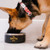 Various Logo - Stainless Steel Dog Bowl