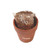 Terracotta Brown Logo - Seed Sensations Terracotta Pot w/Holiday Wrapper