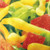 Close up of material and print - 18" x 60" Custom Digitally Printed Knitted Polyester Windsocks