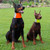 Orange Blank - Dog Safety Reflective Bandana Scarf