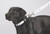 Full Color 1'' Wide Premium Pet Leash