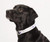 Full Color 1'' Wide Adjustable Pet Collar