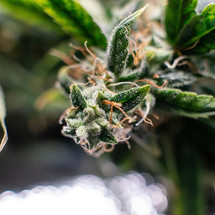 Analysis of Terpenes in Cannabis Using Agilent HSS-GC-MSD with FID