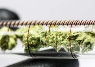 The Role of Chromatography in Cannabis Testing