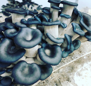 Myco Labs | Blue Oyster Liquid Culture Syringe (10cc) Fruit