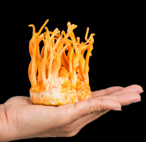 Myco Labs | Cordyceps Militaris Mushroom Liquid Culture Syringe (10cc)