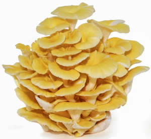 Myco Labs | Golden (Yellow) Oyster Liquid Culture Syringe (10cc) Fruit