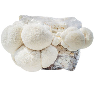 Myco Labs | Lion's Mane Liquid Culture Syringe (10cc) Fruit