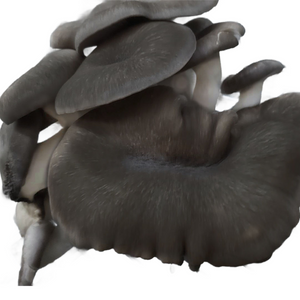 Myco Labs | Black Pearl King Oyster Liquid Culture Syringe (10cc) Fruit