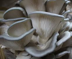 Myco Labs | King Blue Oyster Liquid Culture Syringe (10cc) Fruit