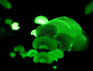 Myco Labs | Bioluminescence Panellus Stipticus Liquid Culture Syringe (10cc) Glowing Fruit