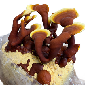 Myco Labs | Red Reishi Liquid Culture Syringe (10cc) Fruit