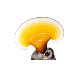 Myco Labs | Yellow Reishi Liquid Culture Syringe (10cc) Fruit