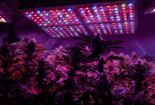Illuminating Insights: Choosing the Right Grow Light for Indoor Cannabis Cultivation