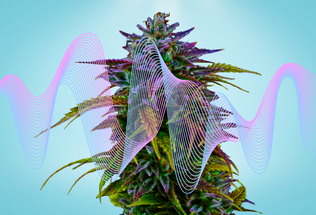 Harmonizing Growth: Exploring the Relationship Between Frequency and Plants