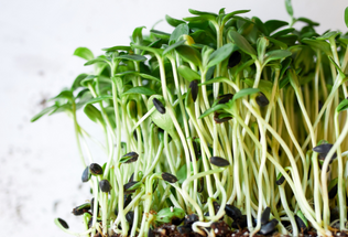 Cultivating Vitality: A Guide to Growing Hemp Sprouts