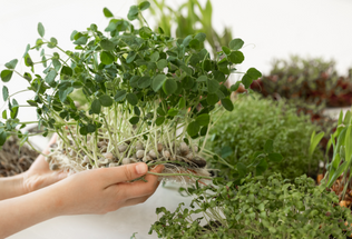 Beginner's Guide: Introduction to Growing Microgreens and Sprouts at Home