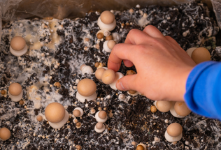 Beginner's Guide: Introduction to Growing Mushrooms at Home