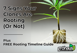  7 Signs Your Cannabis Clones Are Rooting (Or Not)