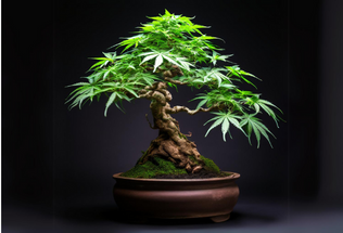 Cultivating Miniature Majesty: A Guide to Bonsai Cannabis Plants