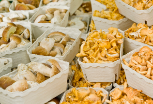 Mastering the Art: Advanced Techniques for Maximizing Mushroom Yields