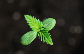 Ultimate Guide to Caring for Cannabis Seeds: Tips for Healthy Germination and Growth