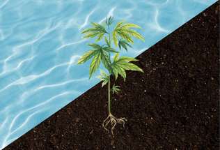 Indoor Soil vs. Indoor Hydroponics: Which is Better for Growing Cannabis?
