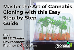How to Take a Cannabis Clone (Step-by-Step)