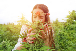 Achieving Optimal Cannabis Growing Conditions: Tips for Indoor and Outdoor Cultivation