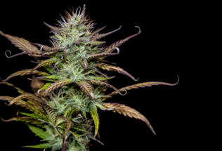 Mastering Cannabis Yield: Techniques for Amplifying Plant Growth and Harvest