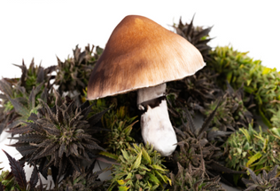 Harnessing Nature's Balance: Using Mushroom CO2 Production for Indoor Cannabis Cultivation