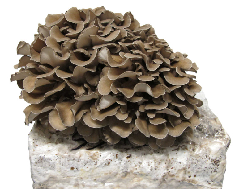 Myco Labs | Maitake (Hen of the Woods) Liquid Culture Syringe (10cc) Fruit