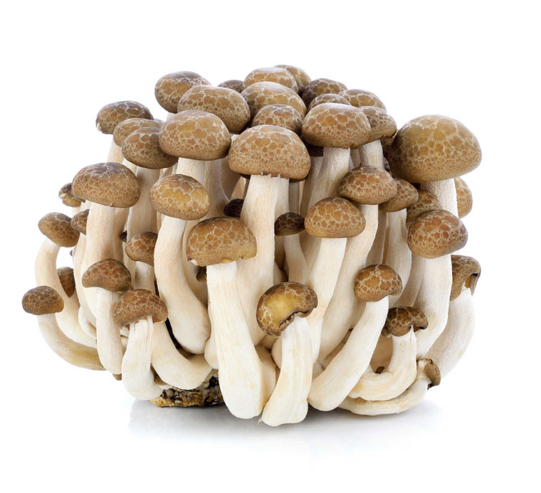 Myco Labs | Brown Beech Liquid Culture Syringe (10cc) Fruit