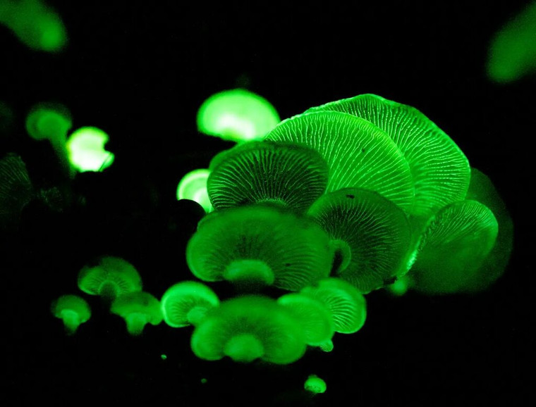 Myco Labs | Bioluminescence Panellus Stipticus Liquid Culture Syringe (10cc) Glowing Fruit