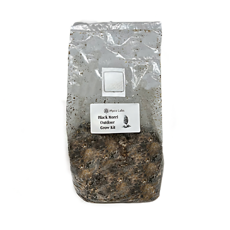 Myco Labs | Black Morel Outdoor Mushroom Spawn Kit (6lbs)