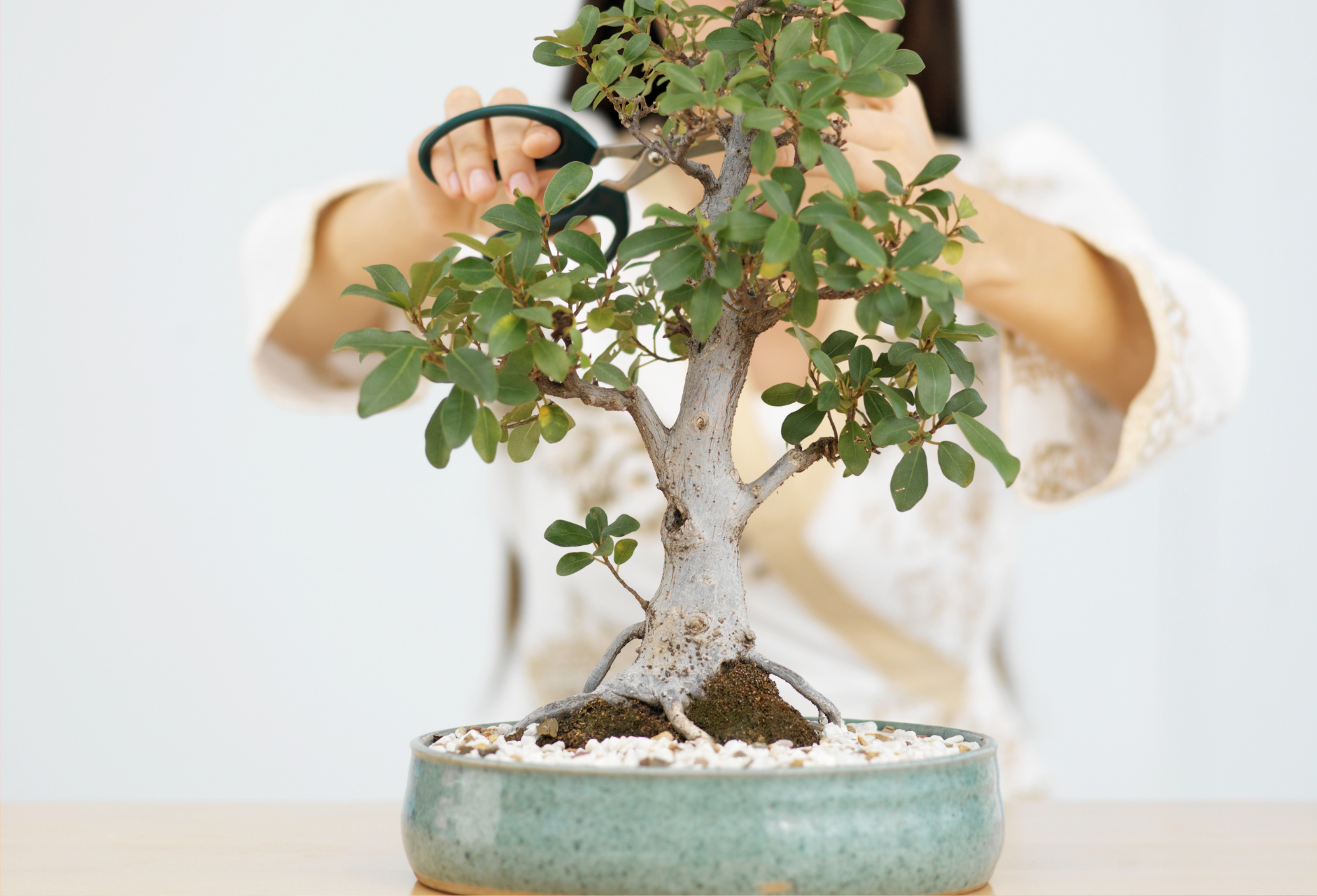 Grow Bonsai