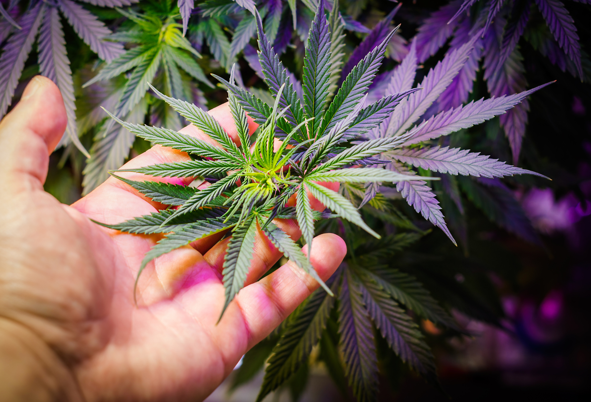 Grow Cannabis Indoors