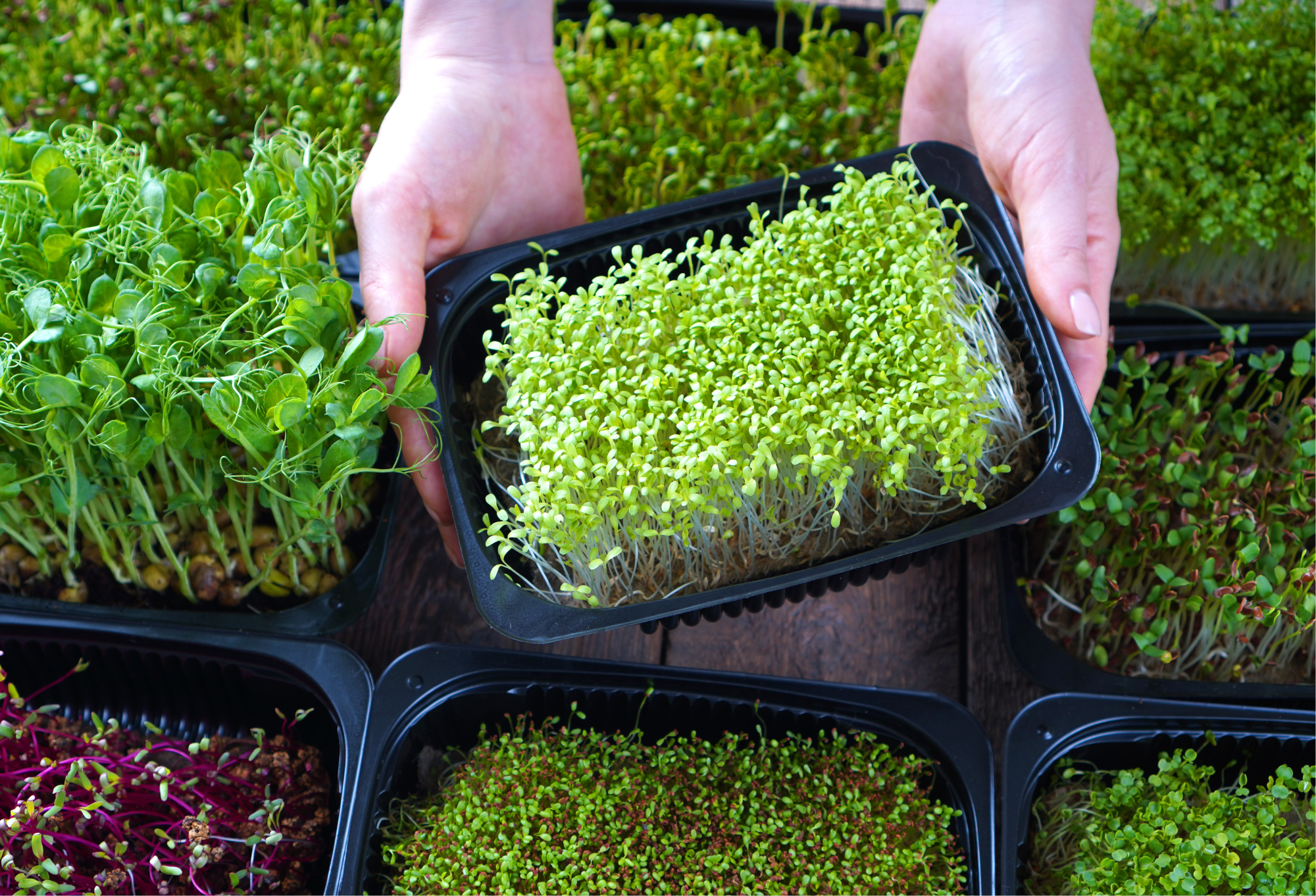 Grow Microgreens Indoors