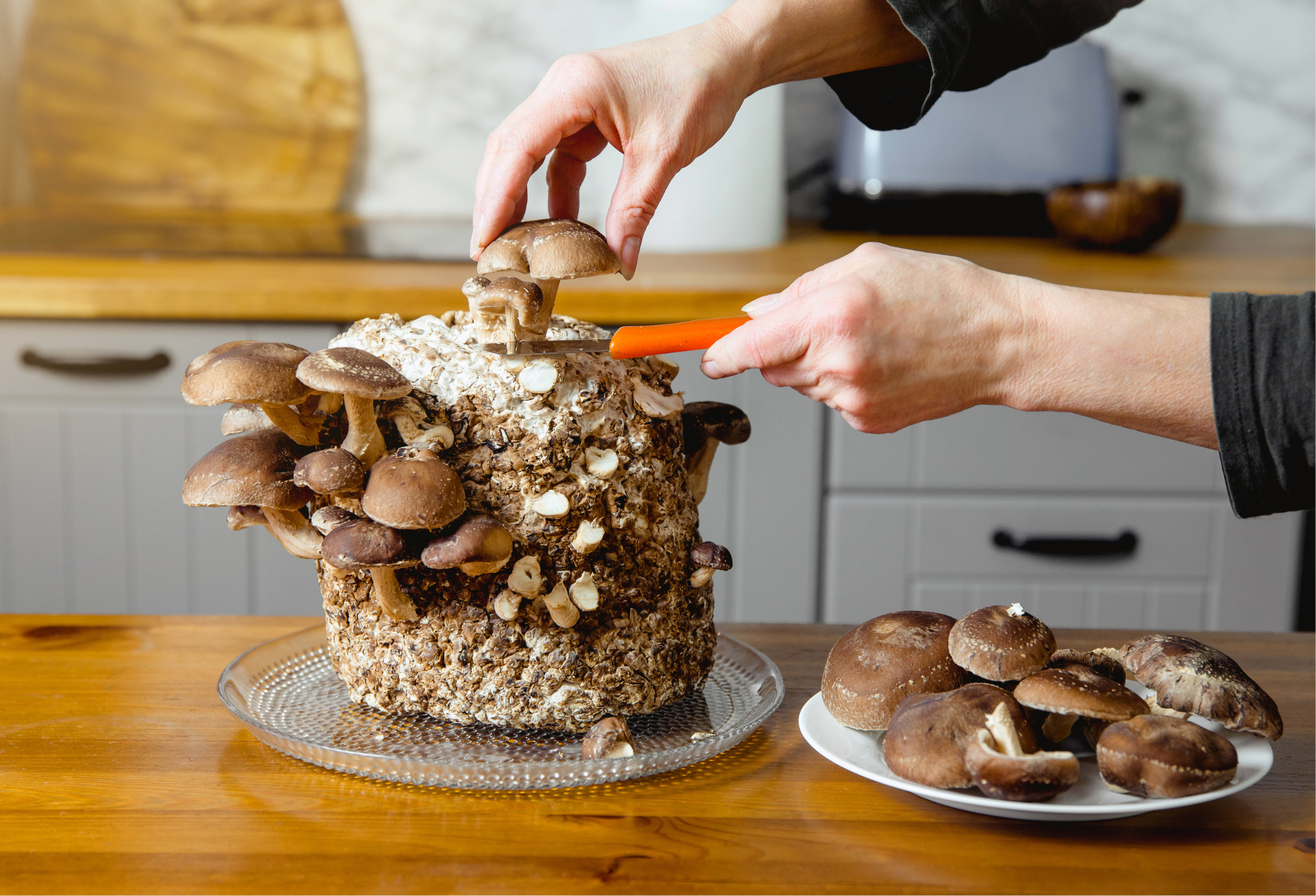 Grow Mushrooms Indoors