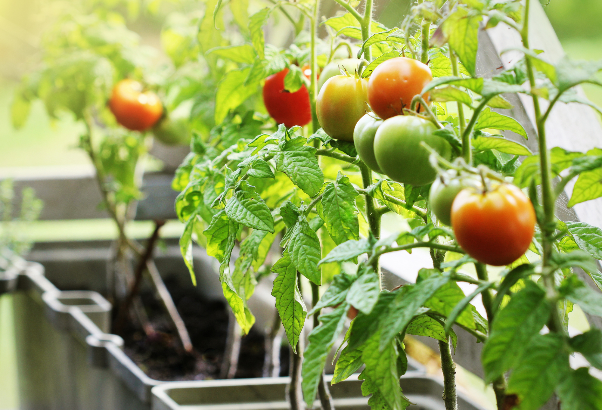 Grow Fruits & Vegetables Indoors