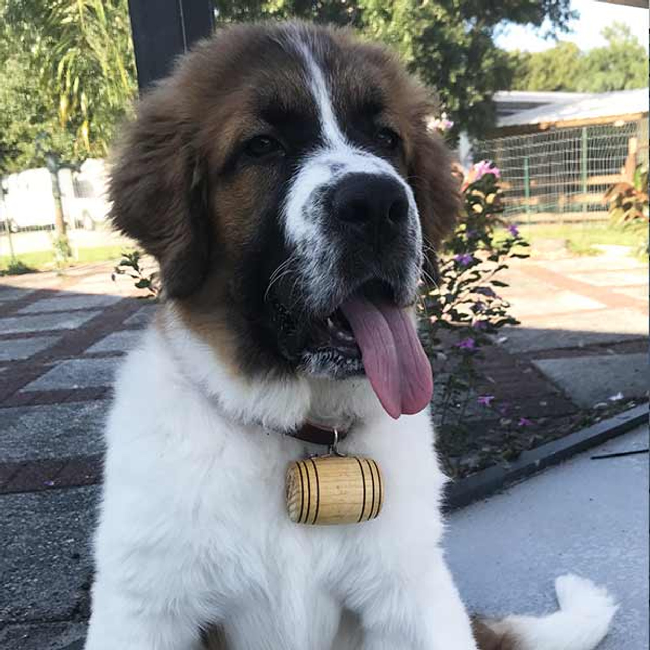 st bernard whiskey