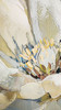 Delicate Petals II Print on Canvas with Washed Natural Frame - 82.5 x 82.5 x 4.5cm
