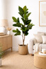 Artificial Ficus Elastica Plant 150cm