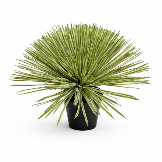 Artificial Variegated Yucca Plant - 45cm