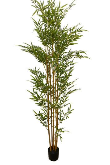 Artificial Panda Bamboo in Black Pot 180cm