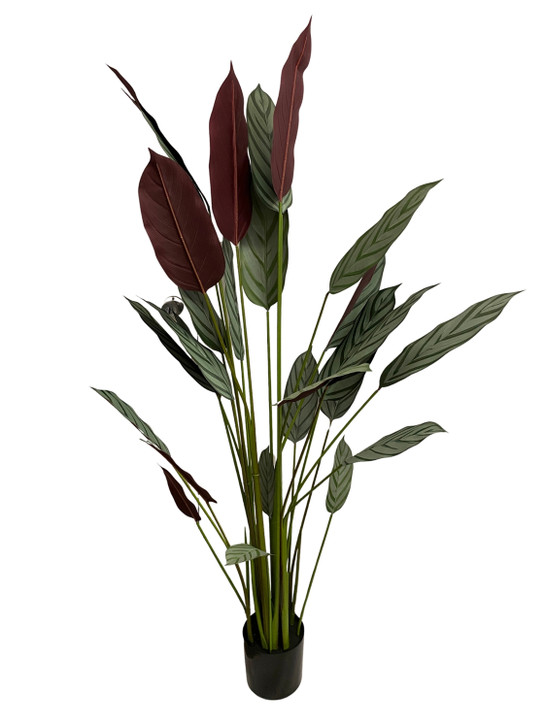 Artificial Calathea Plant in Black Pot - 180cm