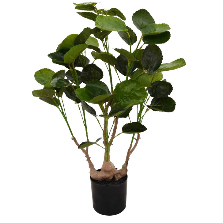 Money Tree in Pot